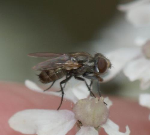 Senotainia sp.